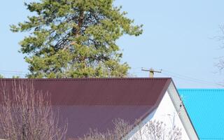 Roof metal sheets. Near conifer. photo