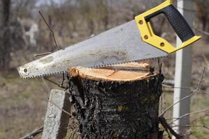 Saw a hacksaw at the cut branch. Cutting a tree branch with a hand garden saw. photo