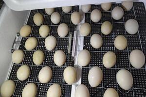 The eggs of a musky duck lying in an incubator. photo
