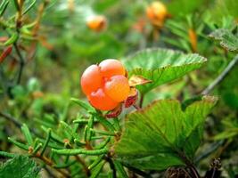 Berries cloudberries in the clearing. Tundra berries. photo