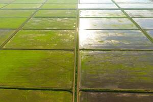 The rice fields are flooded with water. Flooded rice paddies. Agronomic methods of growing rice in the fields. photo