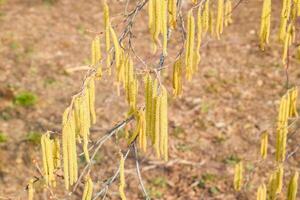 Flowering hazel hazelnut. Hazel catkins on branches. photo