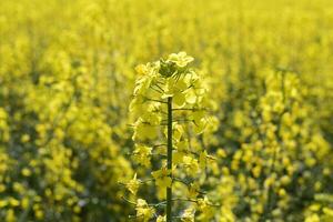 Rapeseed field. Background of rape blossoms. Flowering rape on the field. photo