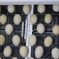 The eggs of a musky duck lying in an incubator. photo