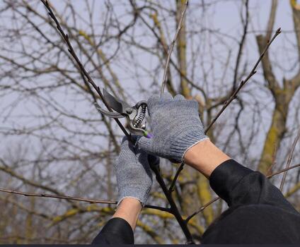 Trimming tree with a cutter. Spring pruning of fruit trees. photo