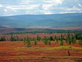 bosque tundra paisaje en el verano. taiga de Siberia. yamal. foto