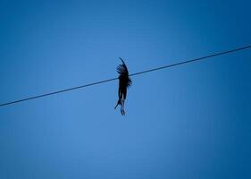 muerto pájaro en el cable. un eléctrico pájaro delicado por un eléctrico actual. foto