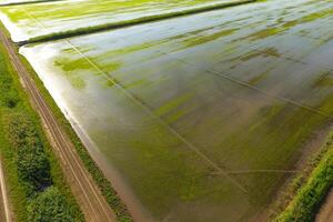 The rice fields are flooded with water. Flooded rice paddies. Agronomic methods of growing rice in the fields. photo