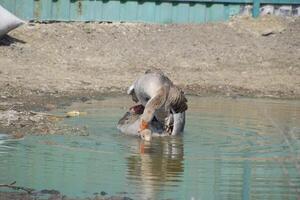 The gray goose is domestic. Homemade gray goose. Homemade geese in an artificial pond photo