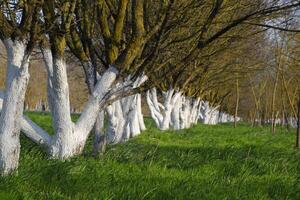 Whitewashed tree trunks along the road. Apricots along route with a green meadow and whitewashed boles. photo