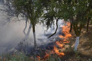 Fire in the forest. Fire and smoke in the forest litter. The grass is burning in the forest. Forest fires photo