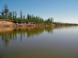 River landscape. Northern reindeer in summer forest. The sky, gr photo