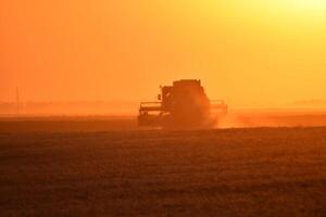 Harvesting by combines at sunset. photo