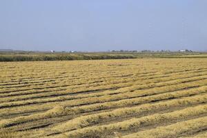 cosecha arroz en el campos. biselado arroz en campo foto