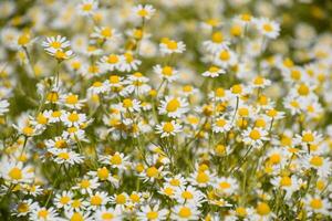 Chamomile flowers. Pharmaceutical camomile. Medicinal plant chamomile, flowering. photo