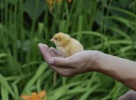 pollo en mano. el pequeño recién nacido polluelos en el manos de hombre foto