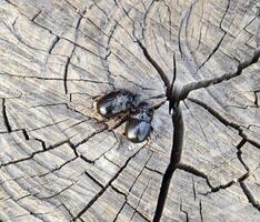 A rhinoceros beetle on a cut of a tree stump. A pair of rhinoceros beetles photo