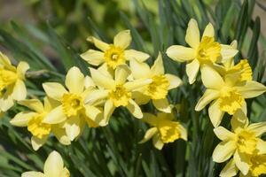 Spring flowering bulb plants in the flowerbed. Flowers daffodil yellow photo