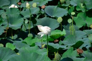Pond with lotuses. Lotuses in the growing season. Decorative plants in the pond photo
