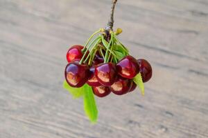 Berries of sweet cherry with a twig and leaves. Ripe red sweet cherry photo