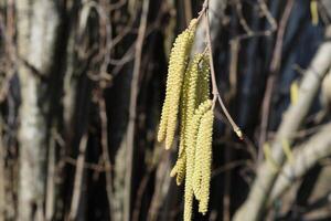 Flowering hazel hazelnut photo