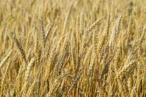 Mature wheat on the field. Spikelets of wheat. Harvest of grain. photo