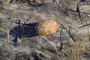 ooteca mantis en un árbol tocón. el huevos de el insecto puesto en el capullo para el invierno son puesto foto