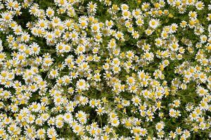 Chamomile flowers. Pharmaceutical camomile. Medicinal plant chamomile, flowering. photo