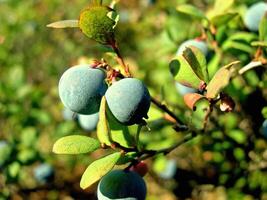 Blue berries of blueberries on bushes. Berries in the tundra photo