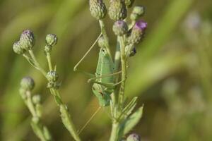 Isophya on the stems of the tubercle. Wingless grasshopper Isoph photo