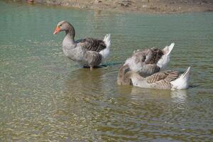 The gray goose is domestic. Homemade gray goose. Homemade geese in an artificial pond photo