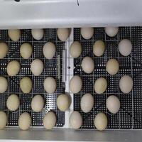 The eggs of a musky duck lying in an incubator. photo