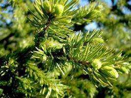 Flowering of coniferous tree. Christmas tree with young cones. R photo