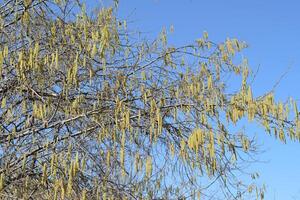 Flowering hazel hazelnut photo