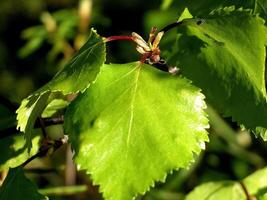 abedul con verde hojas en verano. matorral abedules foto