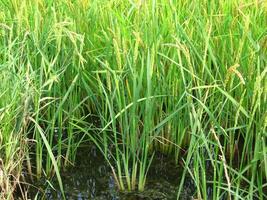 The cultivation of rice in flooded fields photo