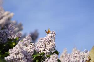 mariposa vanessa cardui en lila flores polinización floreciente lilas. foto