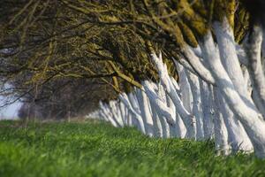 Whitewashed tree trunks along the road. Apricots along route with a green meadow and whitewashed boles. photo