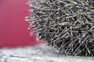 Hedgehog on the tree stump. Hedgehog curled up into a ball photo