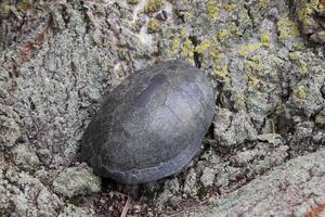 tortoise on the bark of a tree. Ordinary river tortoise of temperate latitudes. The tortoise is an ancient reptile. photo