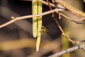 polinización por abejas pendientes avellana. floración color avellana avellana. foto