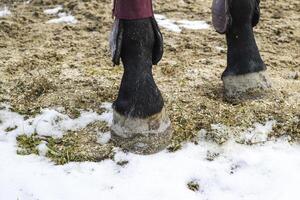 The horse's legs. Hooves of a horse in the sand. photo