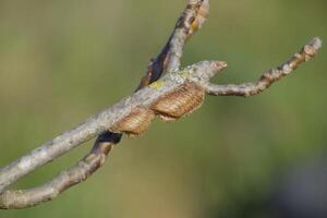 Ootheca mantis on the branches of a tree. The eggs of the insect laid in the cocoon for the winter are laid photo