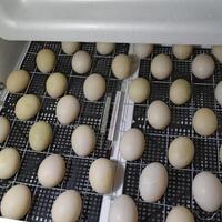 The eggs of a musky duck lying in an incubator. photo