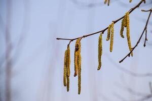 Pollination by bees earrings hazelnut. Flowering hazel hazelnut. photo