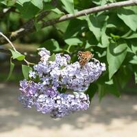 Butterfly rash on lilac colors. Butterfly urticaria. photo