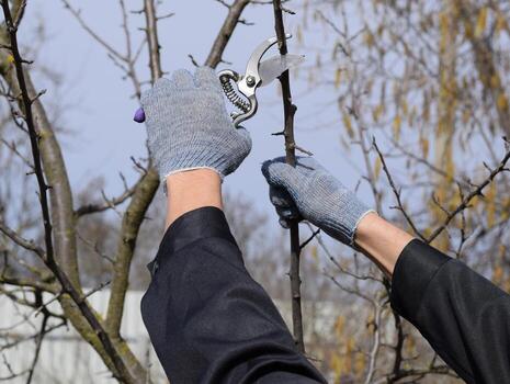 Pruning prunus pruning shears. Trimming tree with a cutter. Spring pruning of fruit trees. photo