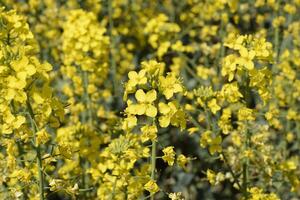 Rapeseed field. Background of rape blossoms. Flowering rape on the field. photo