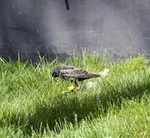 Starlings walk on the grass photo