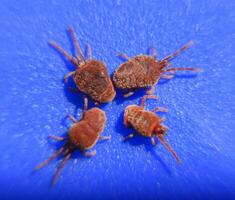 Arthropod mites on a blue background. Close up macro Red velvet photo